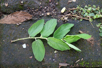 Green Leaf on Stone Surface