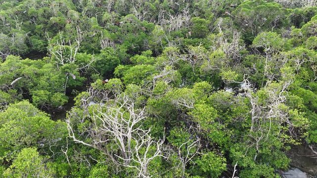 Sunda fruit bats, Acerodon mackloti, live in a massive colony on an island covered by mangrove forest near Adonara. Each night the bats migrate from the mangrove to a nearby island to feed.