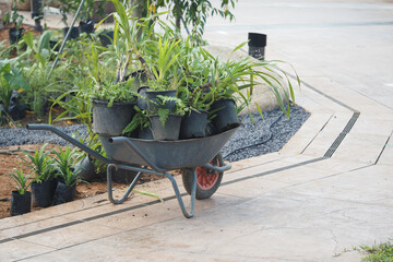 Gardener moves wheelbarrow full of potted plants in garden