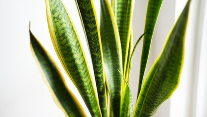 Sansevieria zeylanica, mother in law tounge, snake plant, dracaena trifasciata or Lidah Mertua....