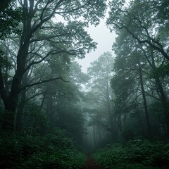 misty in the big forest