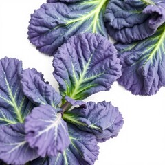 Obraz premium Vibrant Purple and Green Leaves Close up on White Background