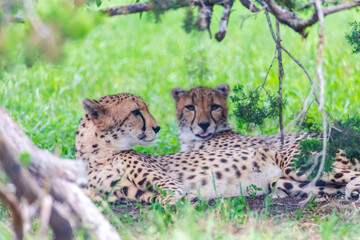 Cheetah | Acinonyx jubatus | Texas, USA | Fossil Rim Wildlife Center | a large cat and the fastest land animal. 