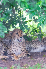 Cheetah | Acinonyx jubatus | Texas, USA | Fossil Rim Wildlife Center | a large cat and the fastest land animal. 