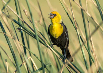 Yellow-headed Blackbird (Xanthocephalus xanthocephalus)