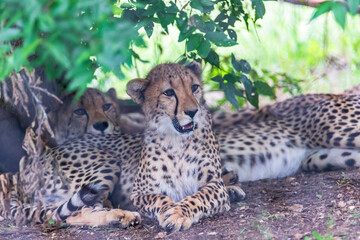 Cheetah | Acinonyx jubatus | Texas, USA | Fossil Rim Wildlife Center | a large cat and the fastest land animal. 