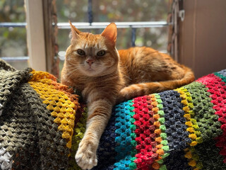 Orange Tabby Cat Resting Couch