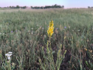 Obraz premium field of wheat