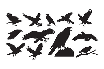 Obraz premium Collection of hawk and eagle silhouettes