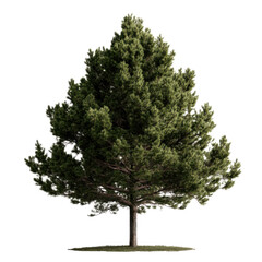 Obraz premium Tall, lush green tree stands alone with full canopy of leaves, casting shadow on ground. tree branches spread wide, creating symmetrical and serene appearance
