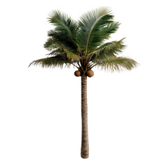 Tall coconut palm tree with lush green fronds and ripe coconuts, isolated on transparency background, evokes tropical and serene atmosphere