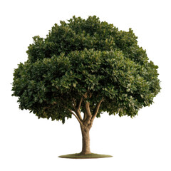 Obraz premium Lush green tree with thick trunk and dense foliage stands alone, symbolizing strength and tranquility. Its vibrant leaves create natural canopy, offering shade and shelter