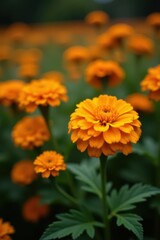 Cluster of orange marigolds, autumnal orange tones , nature, orange flowers, colorful