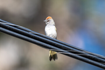 Green-tailed Towhee Bird