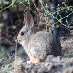 Mountain Cottontail Rabit