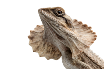 Frilled lizard close up with extended neck frill and detailed textured scales isolated on transparent background