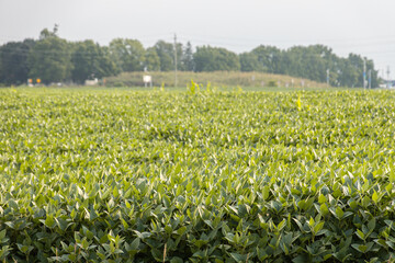 Dense rows of green soybean plants in bright sunlight with a soft-focus background of trees, grass, and distant signage.