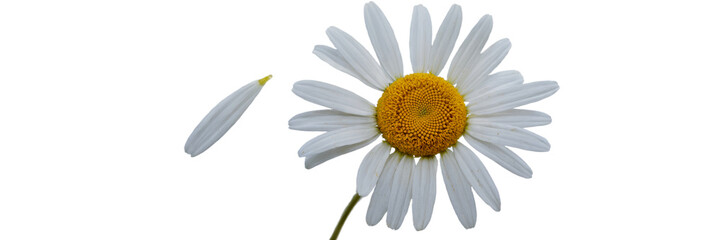 Single white daisy flower with one petal falling down bloom on transparent background