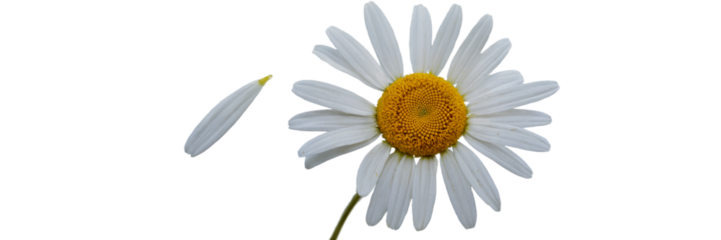 Single white daisy flower with one petal falling down bloom on transparent background