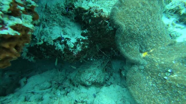 Close-Up of Shrimps Hiding Under Coral Reef in Zanzibar, Tanzania &ndash; Secretive Marine Life Behavior in Indian Ocean: Underwater Macro 4K Footage