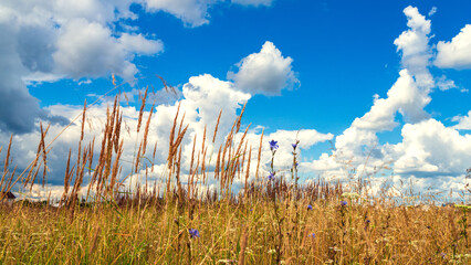 Summer landscape with grass and wild flowers against blue sky with clouds.