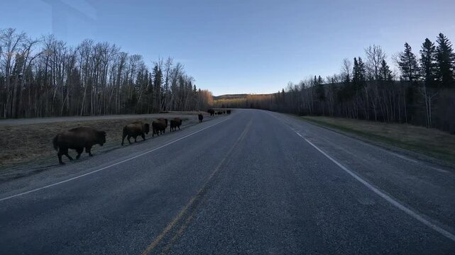 Small herd of Wood (or Mountain) Bison walking along Alaska Highway; in a boreal forest of northeast British Columbia in late evening in spring; concepts bovine herd, migration and wildlife