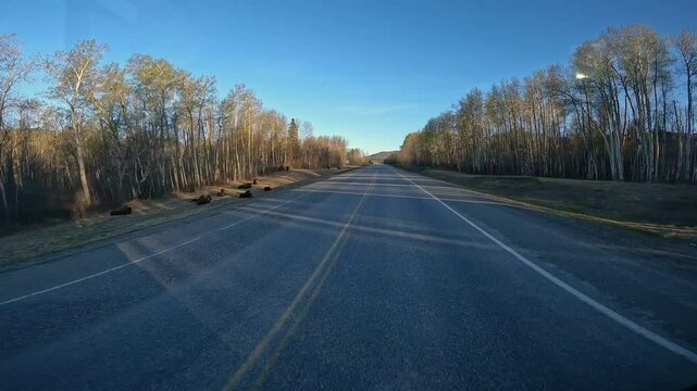 POV - Driving on Alaska Highway past a resting herd of Wood (or Mountain) Bison; in boreal forest of northeast British Columbia in late evening in spring; concepts bovine herd, migration and wildlife
