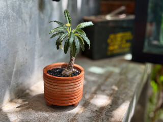 Dorstenia in orange potted