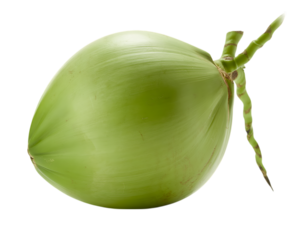 Fresh Green Coconut Fruit