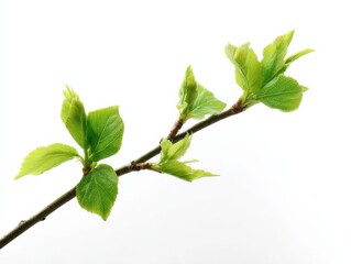 Naklejka premium Close-up of a green leafy plant branch with new growth and fresh vibrant leaves isolated on white background