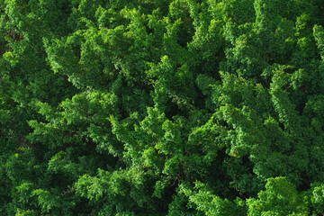 Top-down view of a dense, vibrant green forest with rich foliage, offering a natural texture ideal for use as a background, nature texture, sustainability, growth, and environmental conservation