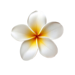 Close-up of a delicate white plumeria flower with a yellow center, isolated on black.