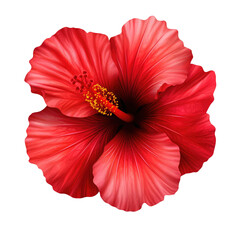 A vibrant red hibiscus flower, showcasing its intricate details and striking color against a black background.