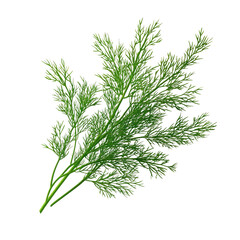 Fresh dill sprig, vibrant green, delicate feathery leaves, culinary herb.