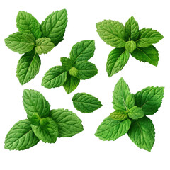 Collection of fresh green mint leaves isolated on black background