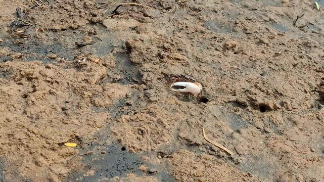 Group of crabs sunbathing on a sandy beach near the ocean under bright sunlight.