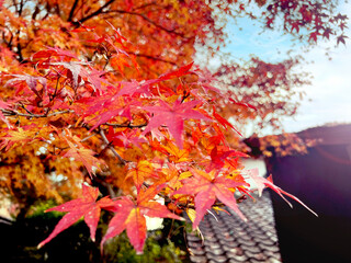 Closeup the vibrant red and orange foliage of a Japanese maple tree in autumn season on bright sky...