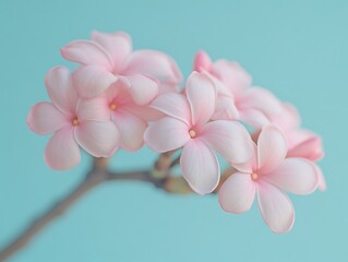 A cluster of delicate pink flowers blooms against blue background