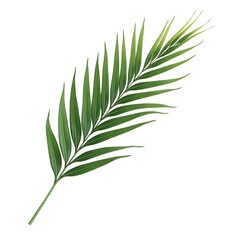 Fototapeta premium Green palm leaf with delicate veins isolated on transparent background