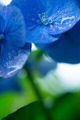 雨の日の青い紫陽花