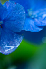 雨滴る紫陽花のアップ