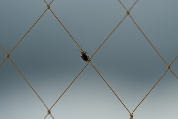 A small dark beetle climbs along a window mesh, captured in a minimalist style with a soft blue background. The image conveys themes of perseverance, determination, and simplicity in nature