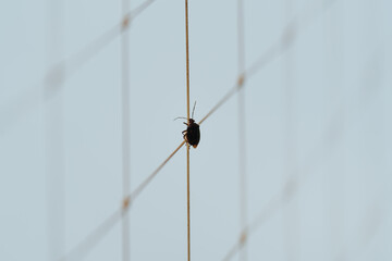 A small dark beetle climbs vertically along a window mesh, captured in a minimalist style with a soft blue background. The image conveys themes of perseverance, determination, and simplicity in nature