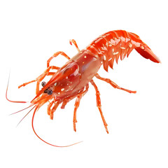 Elegant scarlet shrimp on black backdrop showcasing intricate details and vibrant color