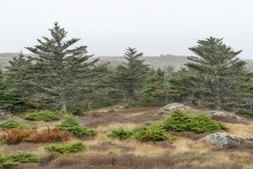 Misty Forest Landscape.  A tranquil scene of a  wooded hillside in a light mist. 