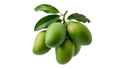 Green Mangoes on Branch