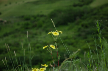 against the background of green hills yellow small flowers