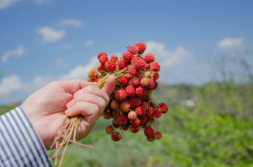 holding a strawberry bush in his hand against the background of nature, picking berries