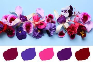 Different beautiful edible flowers on blue background