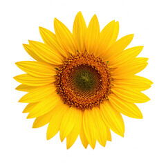 Bright sunflower with vibrant yellow petals surrounding a textured center. cut out. transparent background